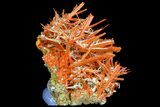 Bright Orange Crocoite Crystal Cluster - Tasmania #171698-3